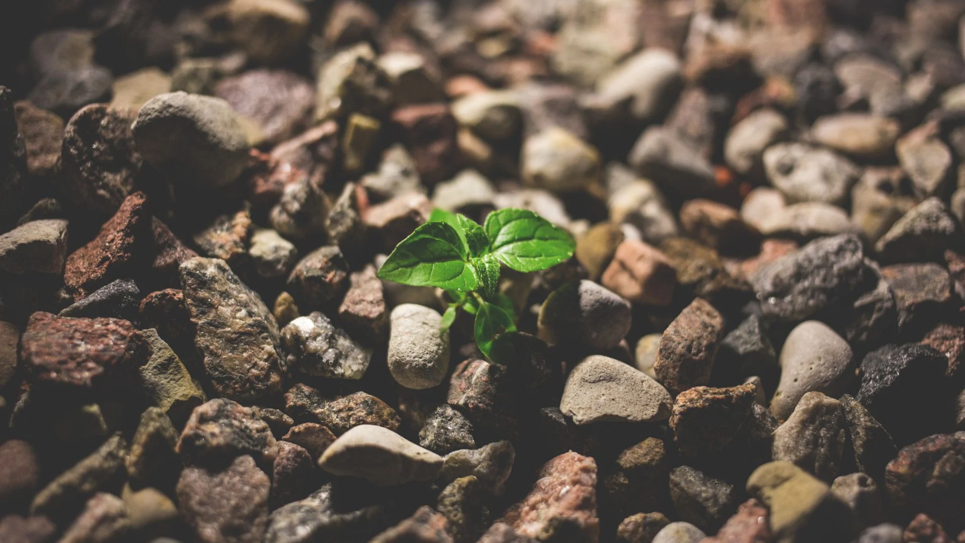 Fotografia de una planta creciendo entre baldosas de concreto