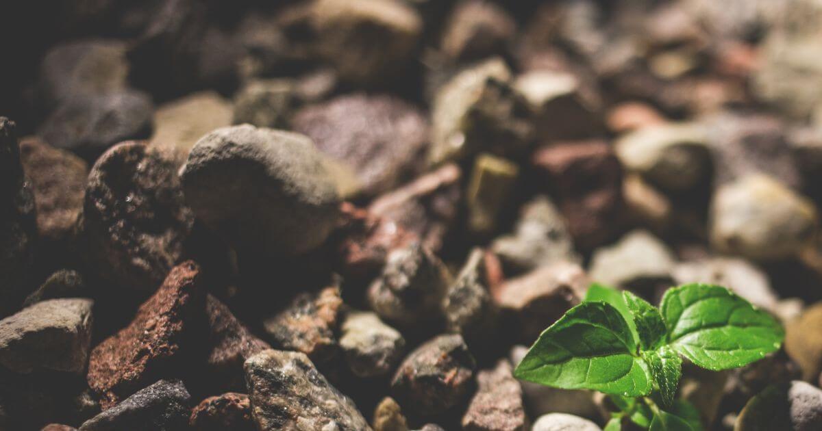 A small plant breaking through rocky soil, symbolizing resilience and adaptability in challenging environments.