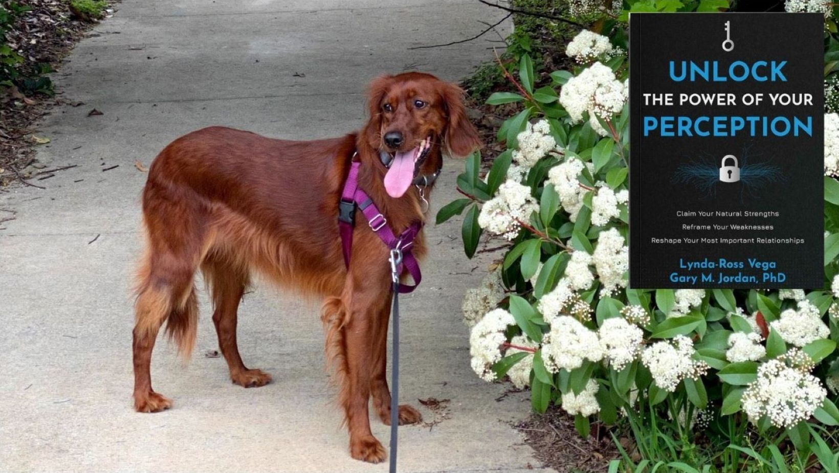 Walking an Irish Setter through a sunny park while listening to Unlock the Power of Your Perception audiobook.